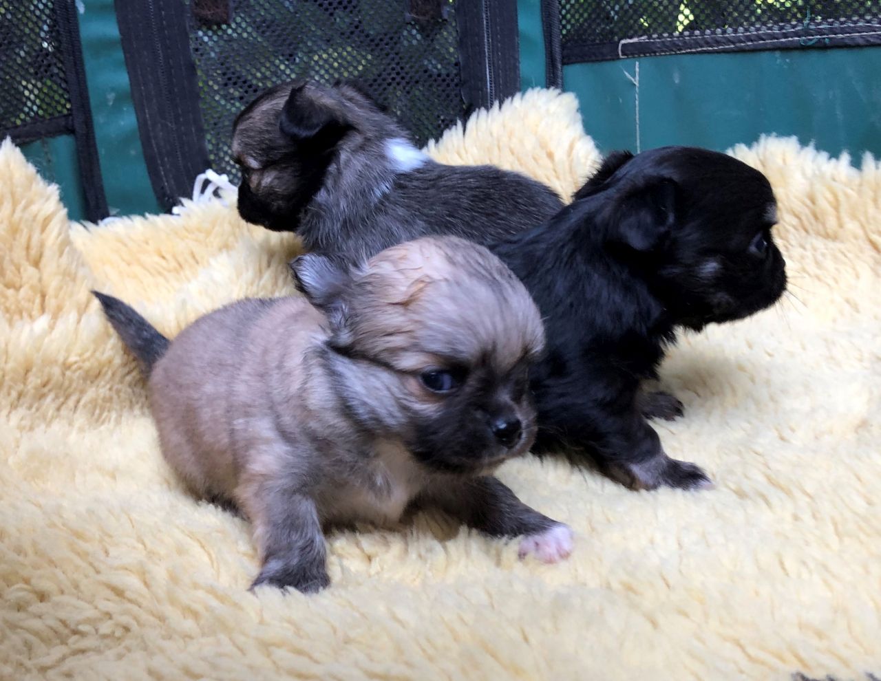 Undine mit Welpen beim Säugen